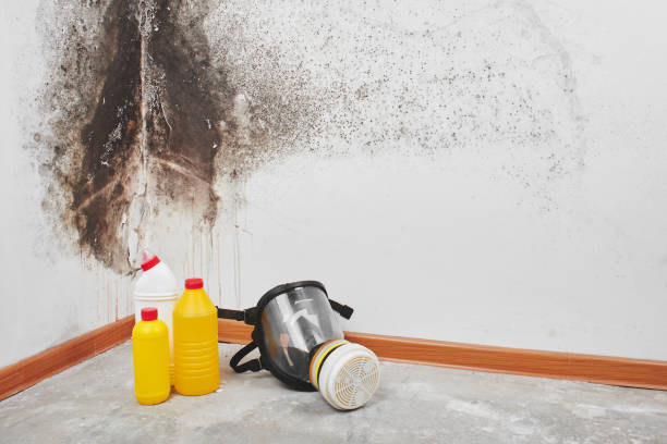 Best Mold Removal Near Me  in Minot Af, ND