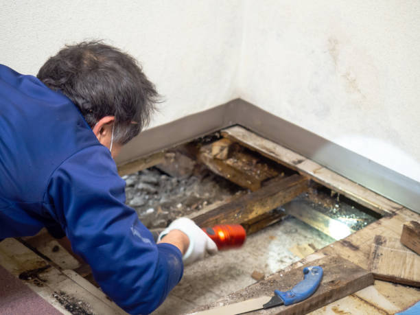 Best Residential Mold Removal  in Minot Af, ND
