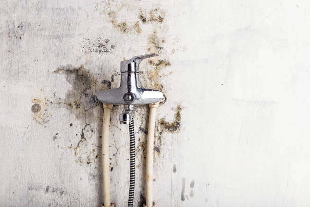 Best Mold Damage Repair  in Minot Af, ND