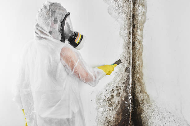Best Fast Mold Removal  in Minot Af, ND