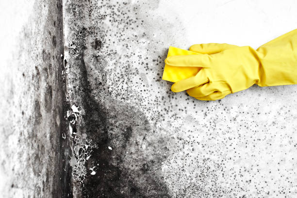 Best Attic Mold Removal  in Minot Af, ND