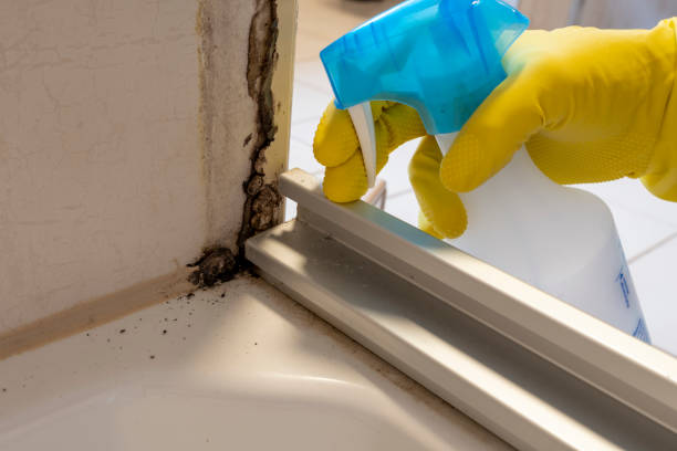 Best Mold Removal Company Near Me  in Minot Af, ND
