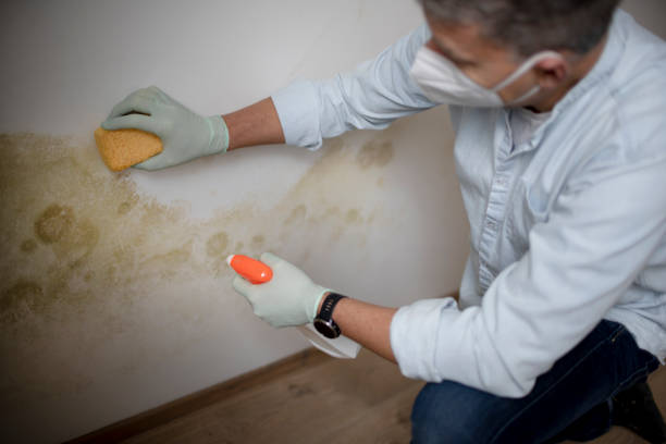 Best Water Damage Restoration  in Minot Af, ND