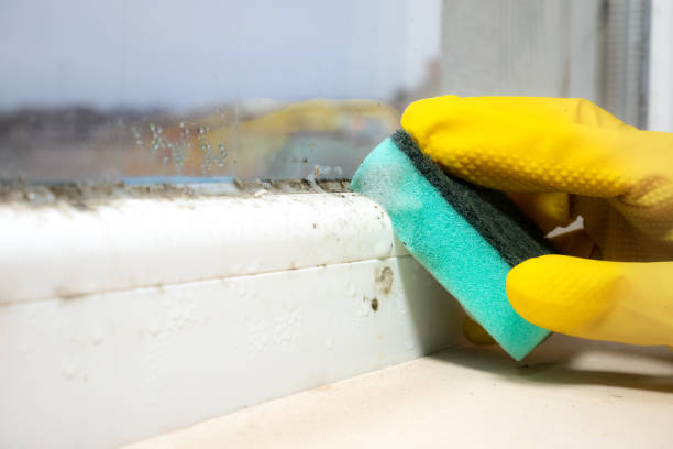 Best Best Mold Removal Companies  in Minot Af, ND