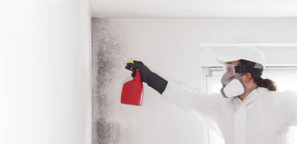 Best Mold Remediation Experts  in Minot Af, ND
