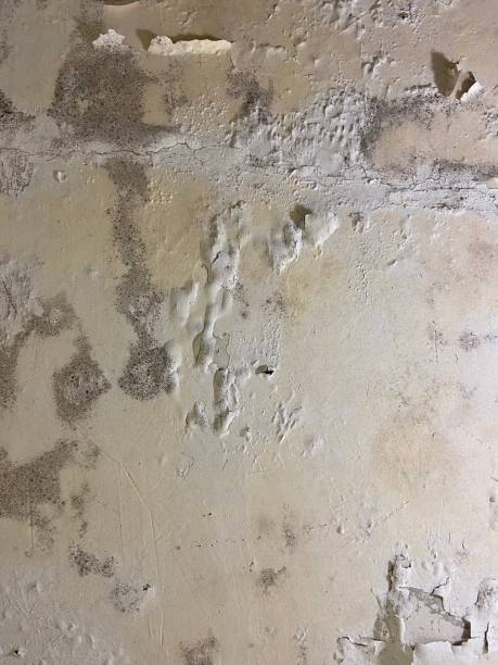 Minot Af, ND Mold Removal Company