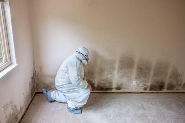 Best Mold Removal Process  in Minot Af, ND