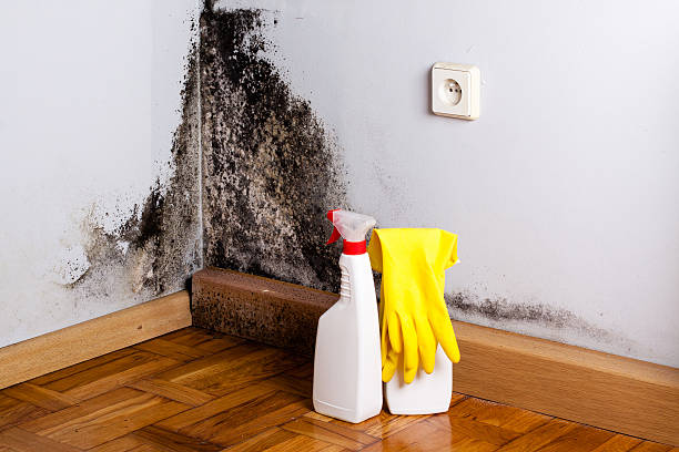 Best Mold Testing  in Minot Af, ND