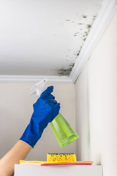 Best Affordable Mold Removal  in Minot Af, ND